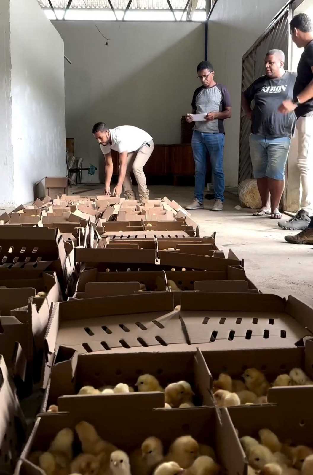 Camacã: Prefeitura distribui cerca de 1.300 pintainhos para produtores do Programa Criação de Galinha Caipira